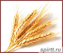 самогон-из-пшеницы-samogon-iz-pshenicy